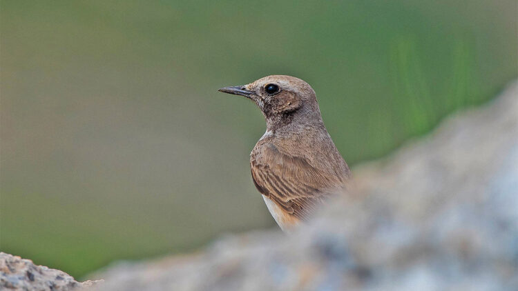 Kızılca kuyrukkakan kuşu ilk kez fotoğraflandı