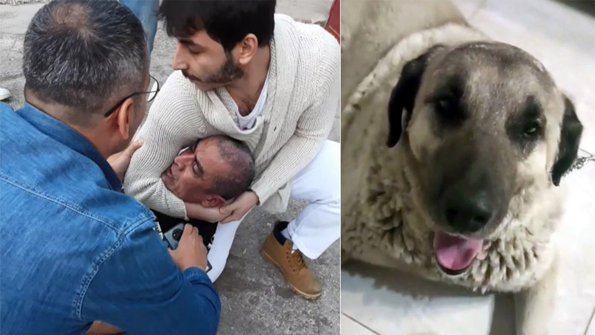 Köpeğe cinsel saldırıdan tutuklandı