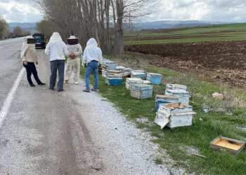 Kamyonet devrildi; arı kovanları yola saçıldı