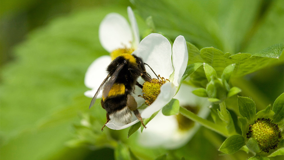 Tarım ve Orman Bakanlığı projesi ile seralarda yetiştirilen ürünlerin hormon kullanılmadan döllenmesini sağlayan ve verimi artıran 'bombus arısı', laboratuvar şartlarında üretildi.