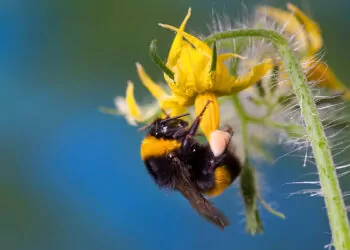 Laboratuvar şartlarında 'bombus arısı' üretildi