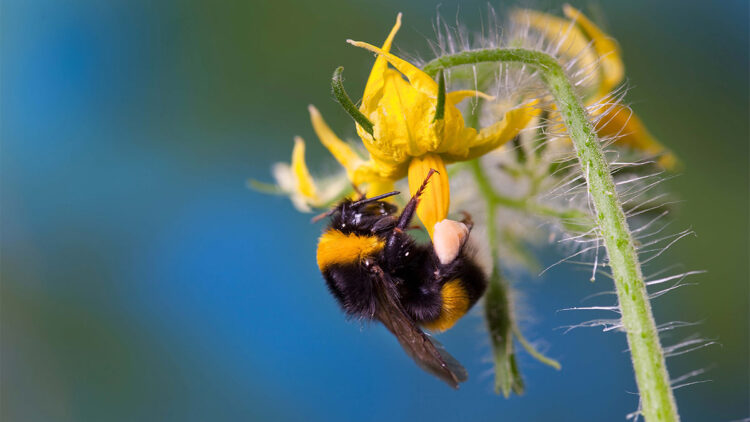 Laboratuvar şartlarında 'bombus arısı' üretildi