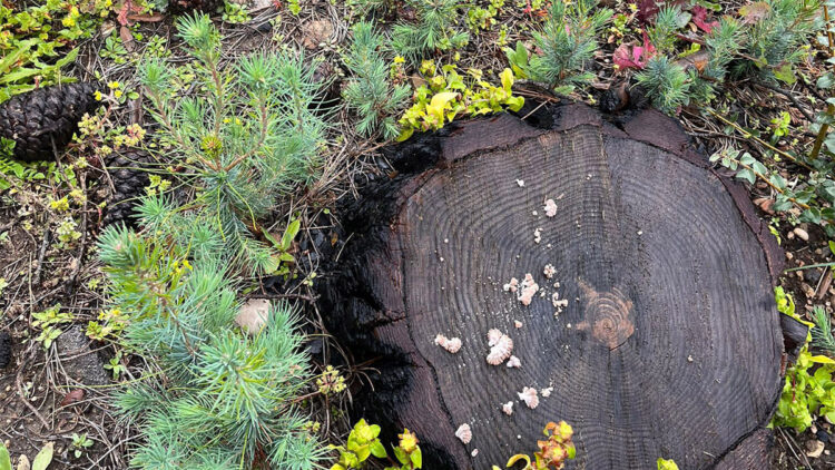 Orman yangın sezonu öncesi hazırlıklar tamam