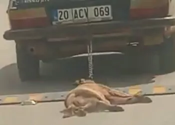 Otomobilin arkasına bağladığı köpeği öldürdü