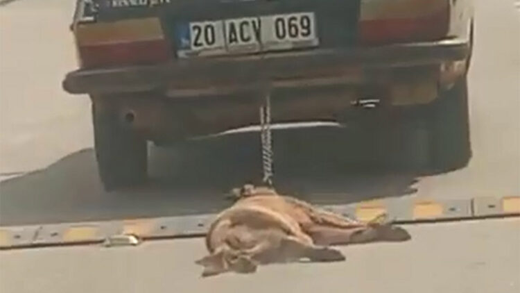 Otomobilin arkasına bağladığı köpeği öldürdü