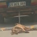 Otomobilin arkasına bağladığı köpeği öldürdü