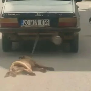 Otomobilin arkasına bağladığı köpeği öldürdü