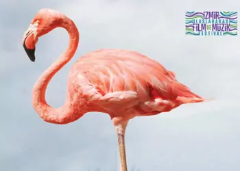 Kristal flamingolar üçüncü kez sahiplerini bulacak