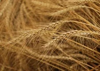 Slovakya, ukrayna'dan tahıl ithalatını durdurdu