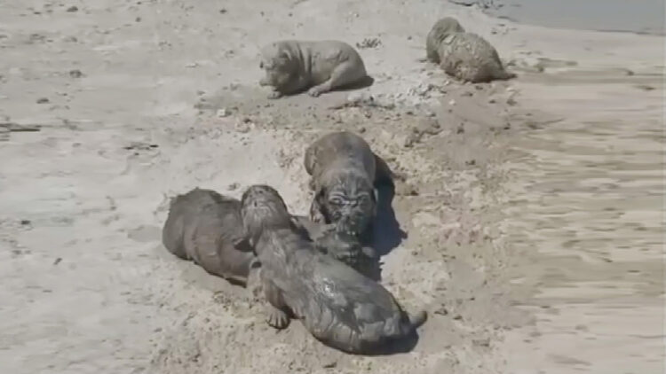 Beton atık suyu dökülen 5 yavru köpekten 3'ü öldü