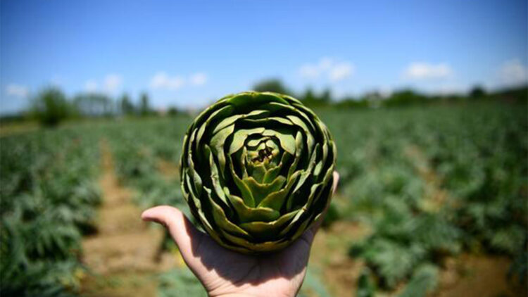 Bahar aylarında kilo sorununa karşı enginar tüketin