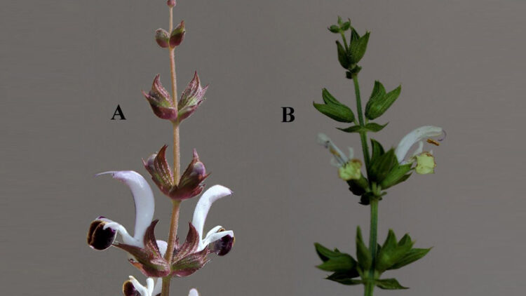 Yeni tespit edilen ada çayı türüne Adıyaman ismi verildi