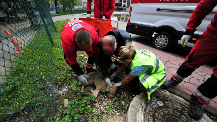 Haybulans tüm ihbarları değerlendiriyor