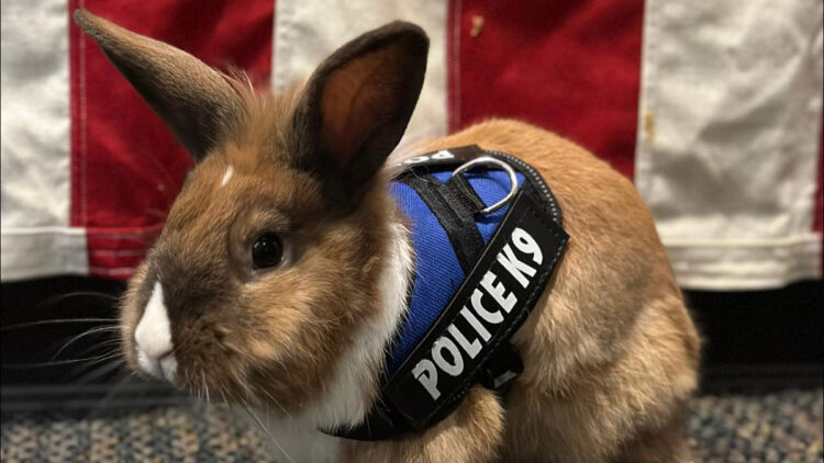 ‘Tavşan polis’ sosyal medyada ilgi çekti
