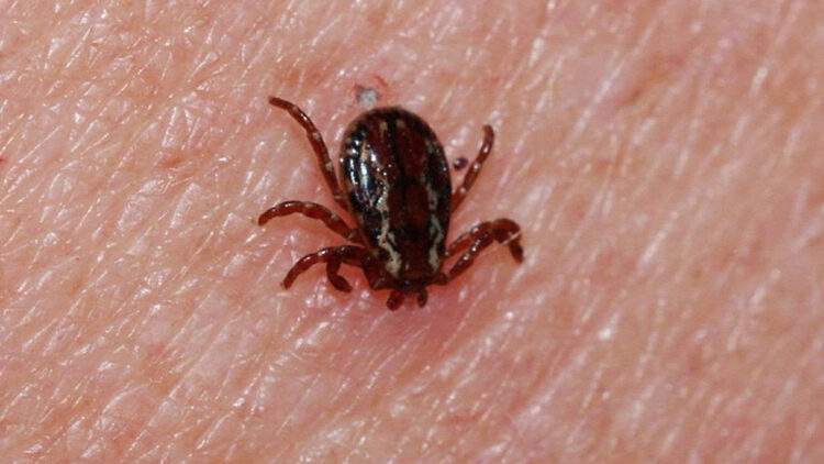 20 yıldır aşıyı bekleyen 'kene' kabusu