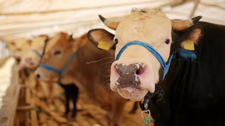 2023 yılı vekaletle kurban kesim bedelleri açıklandı