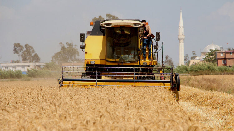 Adana'da buğday hasadı başladı