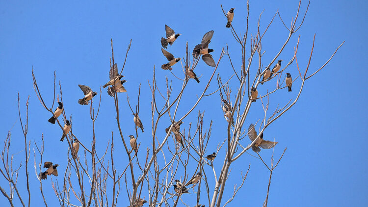 Ala sığırcık kuşları, biyolojik mücadelede kullanılabilir
