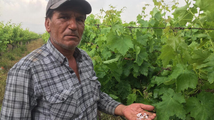 Alaşehir'de dolu, bahçe ve üzüm bağlarını vurdu