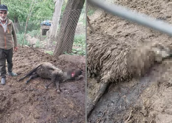 Artvin'de ağıla ayı saldırısında 20 koyun öldü