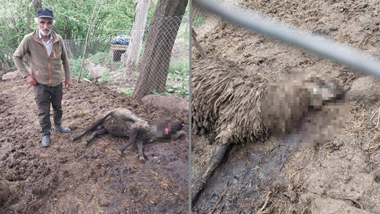 Artvin'de ağıla ayı saldırısında 20 koyun öldü