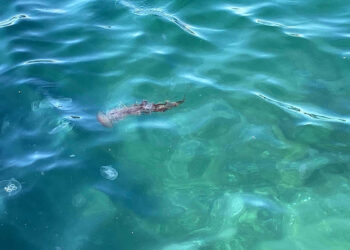 Boğaz'da zehirli tehlike; pusula denizanası