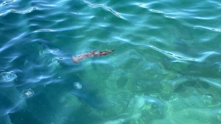 Boğaz'da zehirli tehlike; pusula denizanası