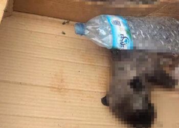 Burdur'da 6 yavru köpek ölü bulundu