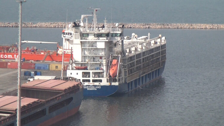 Canlı hayvan taşıyan gemi, Bandırma’da