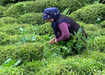 Çay hasadında 'yabancı mevsimlik işçi göçü olmasın’ çağrısı