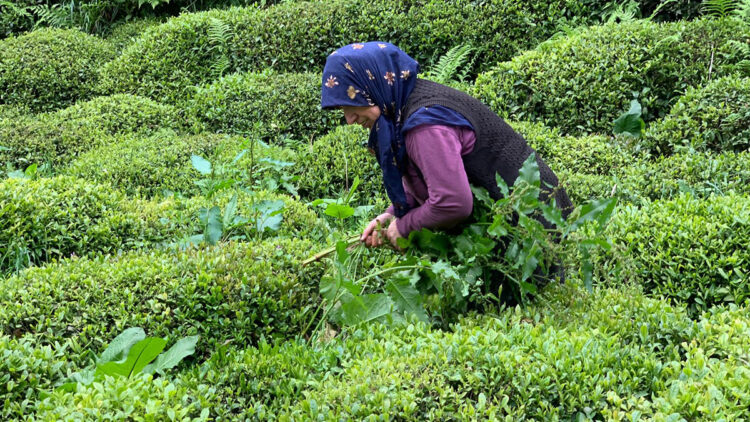 Çay hasadında 'yabancı mevsimlik işçi göçü olmasın’ çağrısı