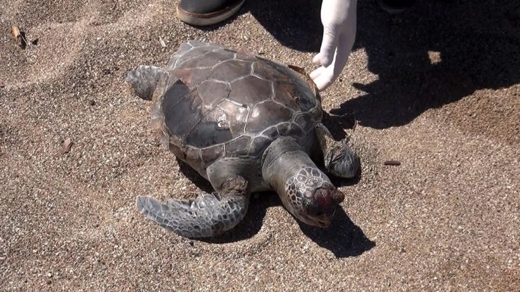 Deniz kaplumbağaları balık ağları nedeniyle ölüyor