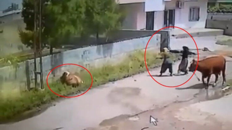 Elektrik akımına kapılan inek öldü, o anlar kamerada