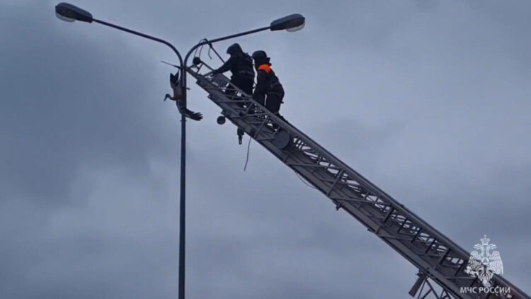 Elektrik direğinde asılı kalan leylek kurtarıldı