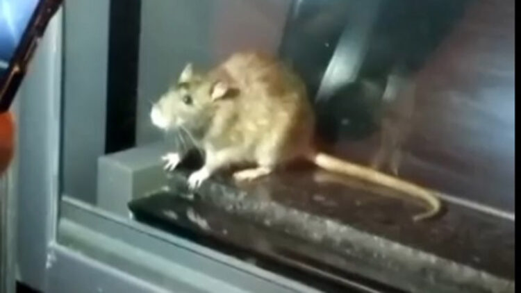 Fare görülen fırın mühürlendi, tüm ürünler imha edildi