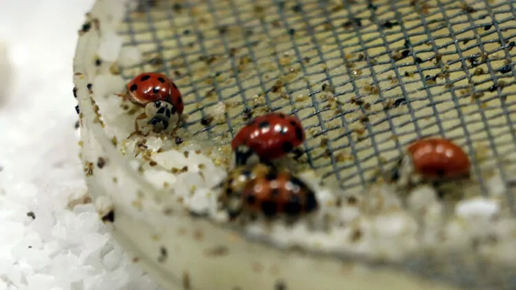 Gaziantep’te 'uğur böceği bahçesi' açıldı
