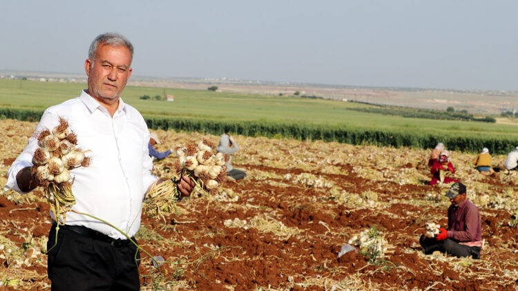 Gaziantep'te sarımsak hasadı başladı