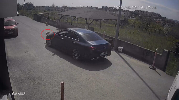 Göz göre göre köpeği ezdi, yoluna devam etti