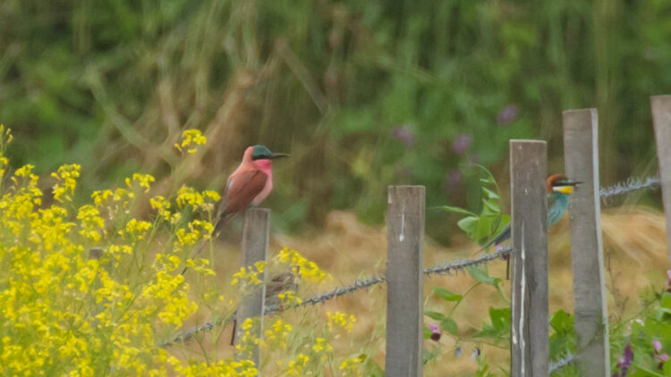 Güneyli yakut renkli arı kuşu, Kızılırmak Deltası'nda görüldü