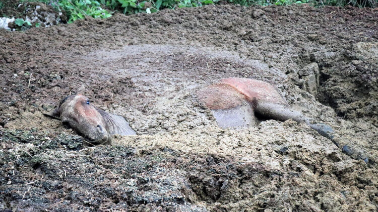 Hayvan gübresi yığınına saplanan at kurtarıldı