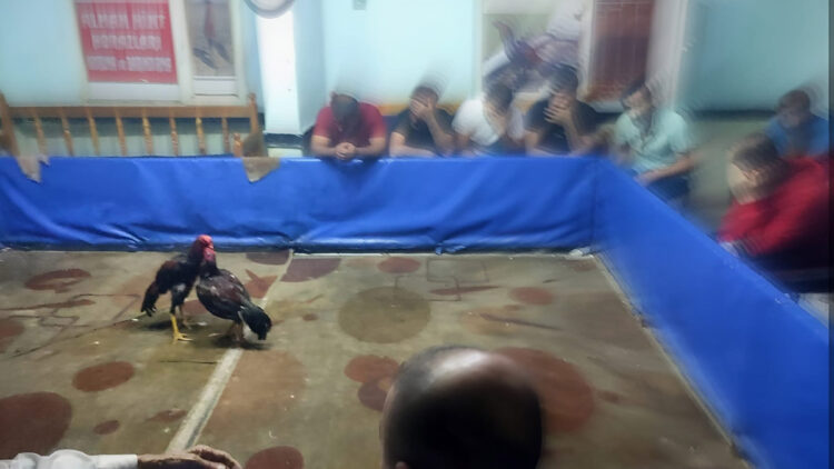 Horoz dövüştürenlere 117 bin 595 TL ceza