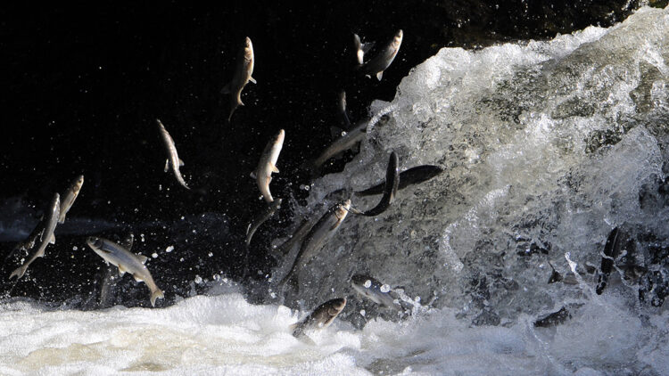 İnci kefali göçünü izlemek için Van'a geldiler