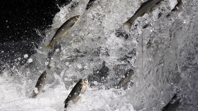 İnci kefalinin zorlu göçü başladı