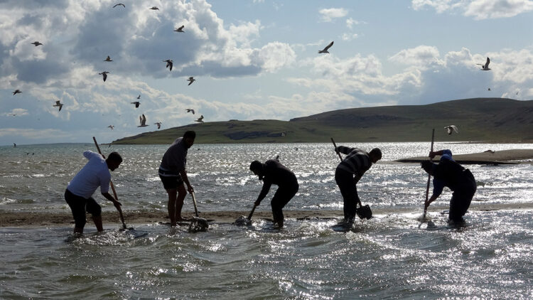İnci kefalleri için üreme göçü seferberliği