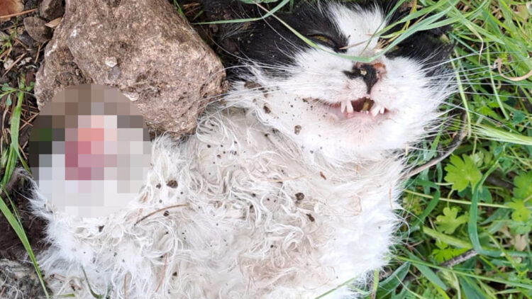 Isparta'da 4 ayağı kesilen kedi ölü bulundu