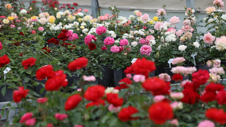 İstanbul sokaklarını ‘Gülbağ 1071’ renklendirecek