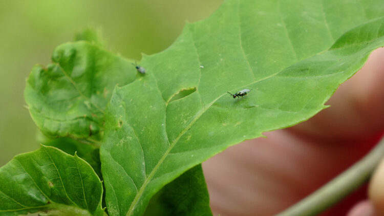 Karadeniz'de 'katil arı'ya karşı mücadele