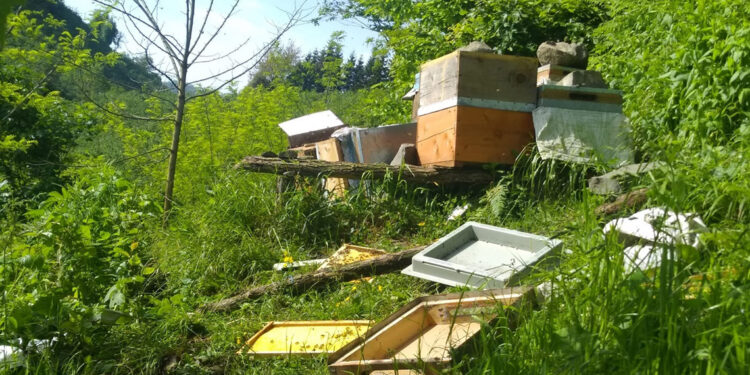 Mahalleye inen ayı kovanları parçaladı, balı yedi