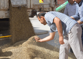 Mardin’de sezonun ilk arpa hasadı yapıldı