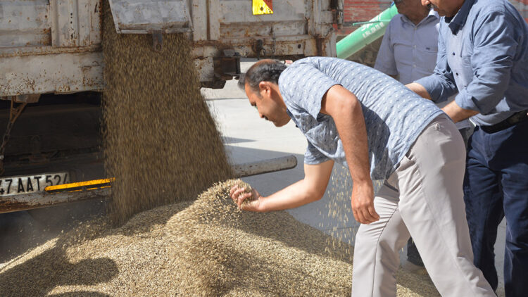 Mardin’de sezonun ilk arpa hasadı yapıldı